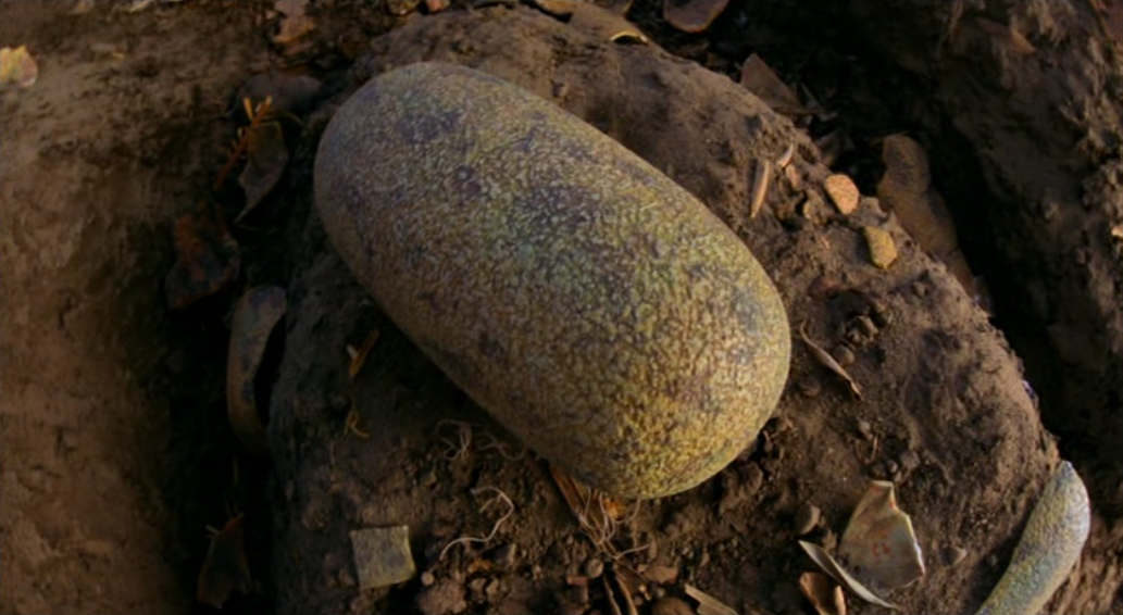 dinosaur egg fish eye view